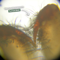 De originele miniscoop